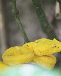 COSTA RICA - PURA VIDA