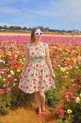 The Flower Fields of Carlsbad