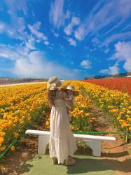 The Flower Fields