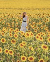 Girasoli in Toscana, dove e quando vederli?