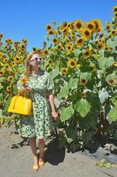 Sunflowers and Daisies