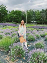 Peace Valley Lavender Farm in Doylestown, PA 