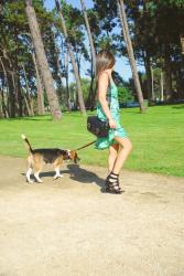 my beagle