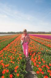 Colour blocking in a tulip field