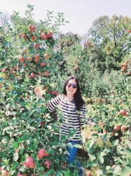 The Best Places For Apple Picking Near NYC