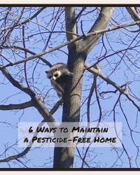 6 Ways to Maintain a Pesticide-Free Home