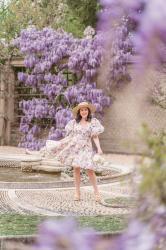 Wisteria Hysteria in Washington DC