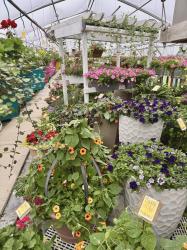 PICKING POSIES