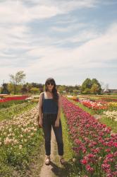 The Tulip Fields