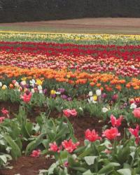 Tulip Time