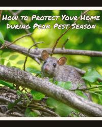 How to Protect Your Home During Peak Pest Season