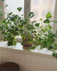 Mina krukväxter - så håller jag dem fina