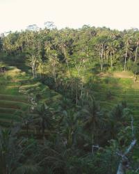 Rice Fields in Ubud, Bali