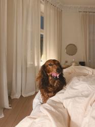 Helgen: trädgårdsskisser, gamla tak och mors dag