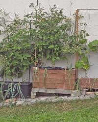 Clever anbauen: So kannst du deine Ernte verdoppeln oder sogar verdreifachen