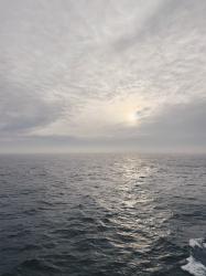 Helgen: vippjasmin, Ikea och nithalsband