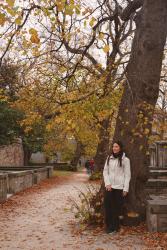 Árboles que embellecen