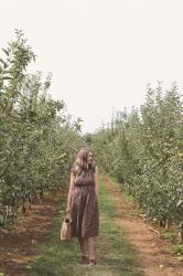 Visiting The Apple Barn at Taves Family Farms