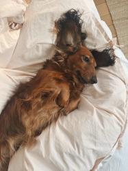 Min gudfar, kintsugi och en marängsvan