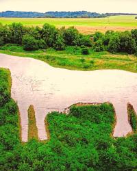 Yorkshire cz.V   -  BIALY KON z Kilburn