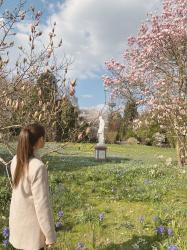 20 curiosidades sobre los magnolios y dónde verlos en Asturias o Fráncfort