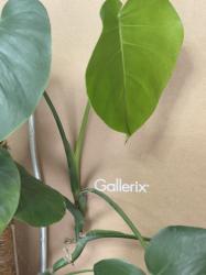 Gallerix ✨