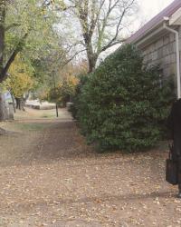 Autumn Leaves and Old Cars in Historic Ross