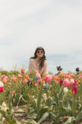 Tulip fields