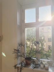 Alla blommor jag har hemma och skönhetsfavoriter