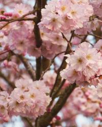 March Petals & Confetti