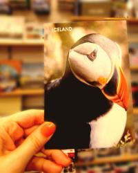 Islandia cz.III - Spotkanie z MASKONUREM