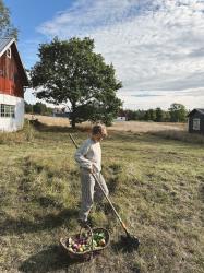 Skördetid och septemberglimmers