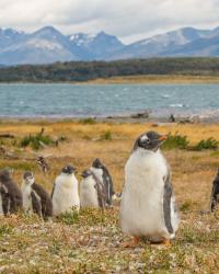 The Ultimate Guide to Planning a Patagonia to Antarctica Trip